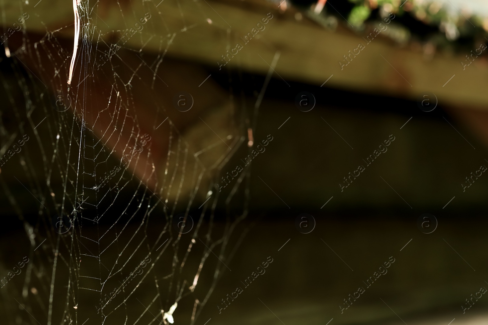 Photo of Cobweb on wooden building outdoors, closeup. Space for text