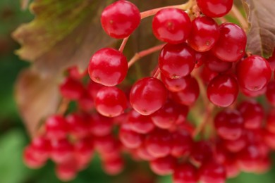 Photo of Beautiful viburnum shrub with ripe berries outdoors, closeup