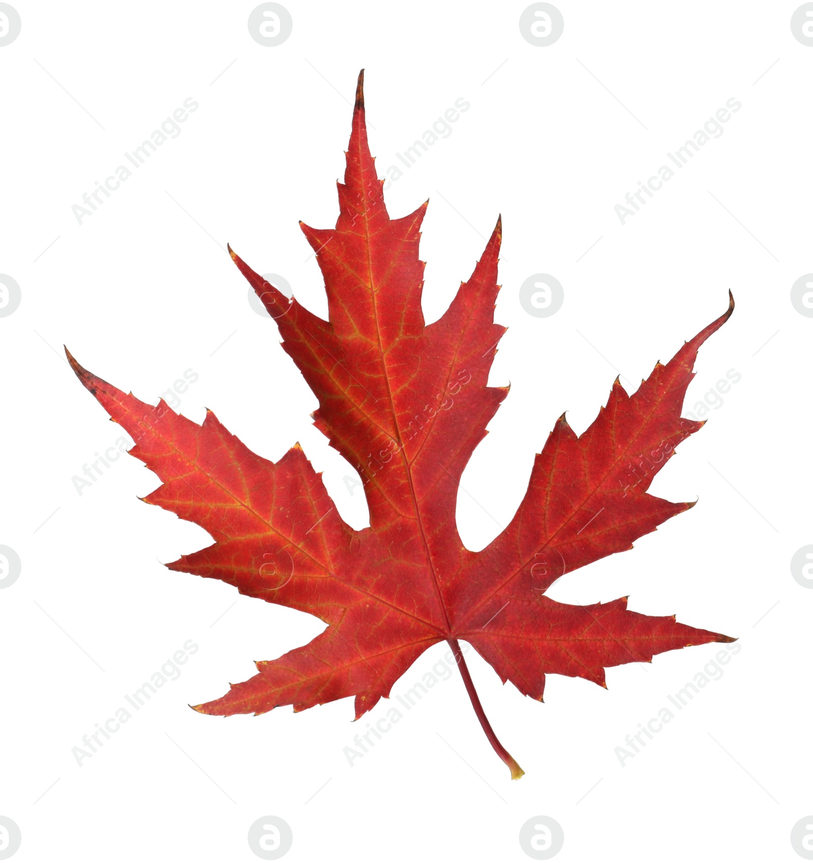 Photo of Dry leaf of Japanese maple tree isolated on white. Autumn season