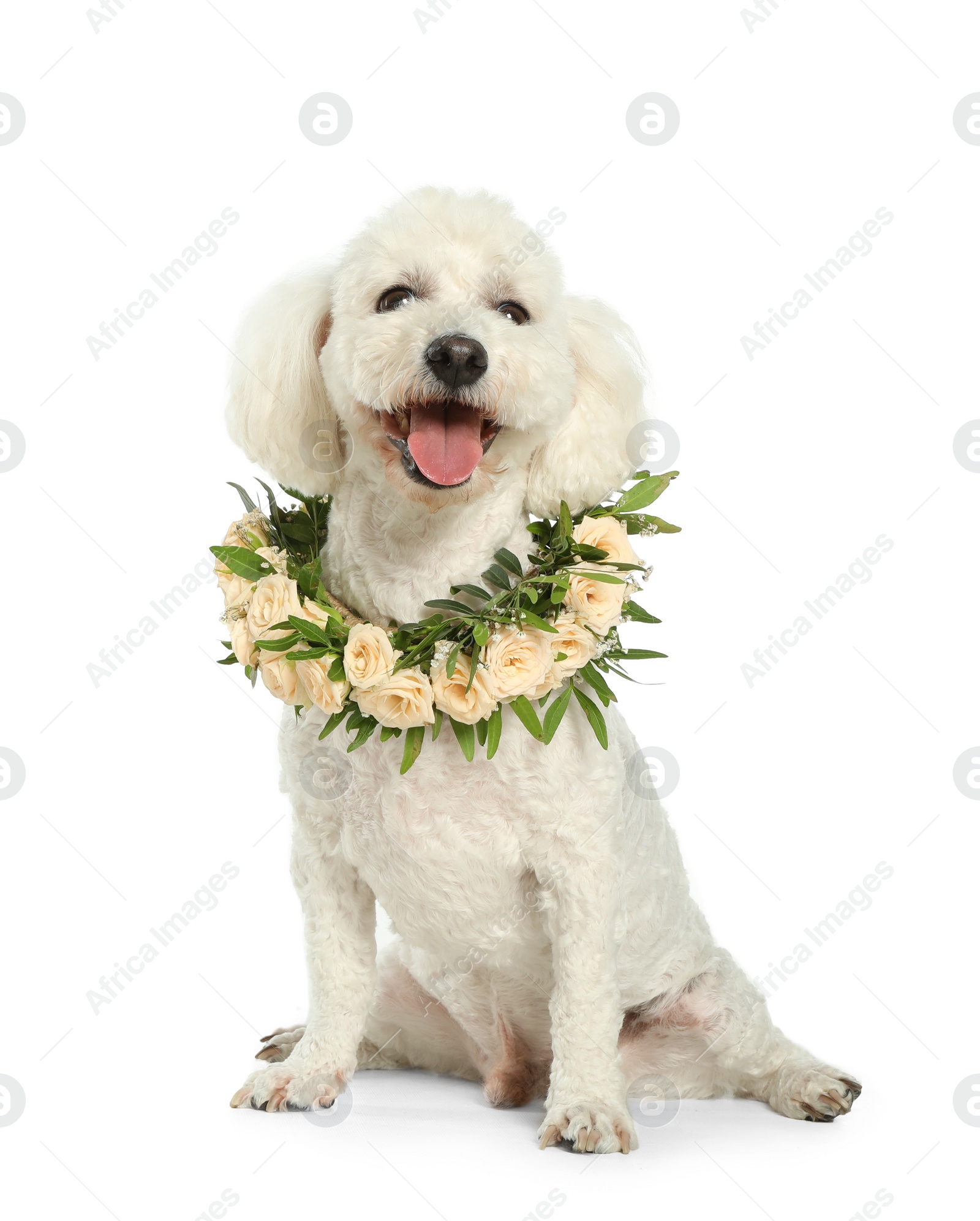 Photo of Adorable Bichon wearing wreath made of beautiful flowers on white background