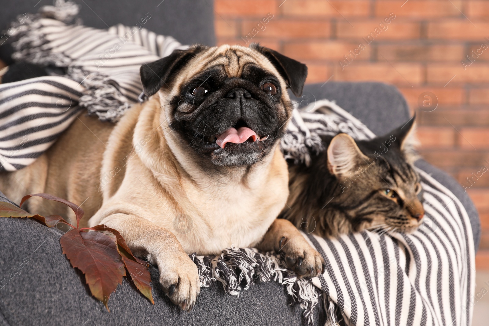 Photo of Cute cat and pug dog with blanket in armchair at home. Cozy winter