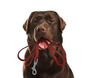 Chocolate Labrador Retriever holding leash in mouth on white background