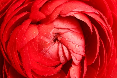 Photo of Closeup view of beautiful ranunculus flower with water drops