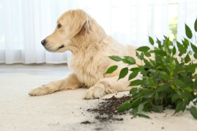 Photo of Cute Golden Retriever dog near overturned houseplant on light carpet at home