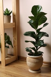 Photo of Beautiful ficus and houseplants in pots indoors