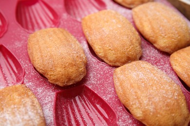 Photo of Delicious madeleine cookies in baking mold, closeup