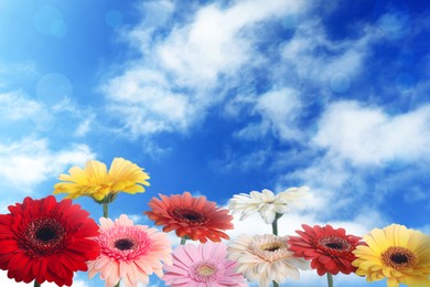 Many colorful gerbera flowers under blue sky on sunny day