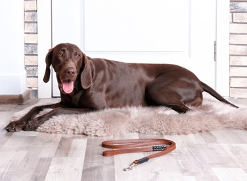 Photo of German Shorthaired Pointer dog lying and leash on floor near door