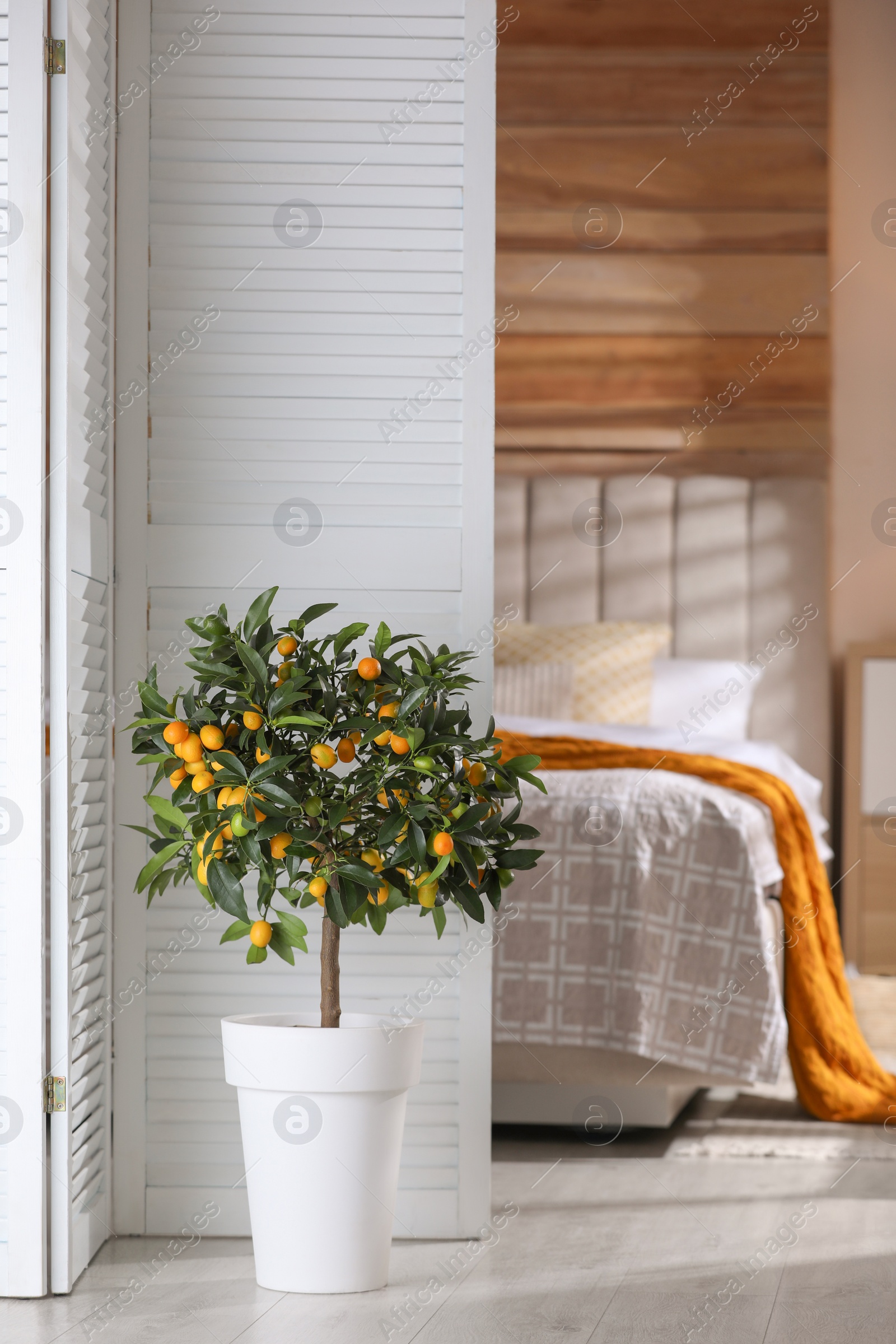 Photo of Potted kumquat tree with ripening fruits indoors. Interior design