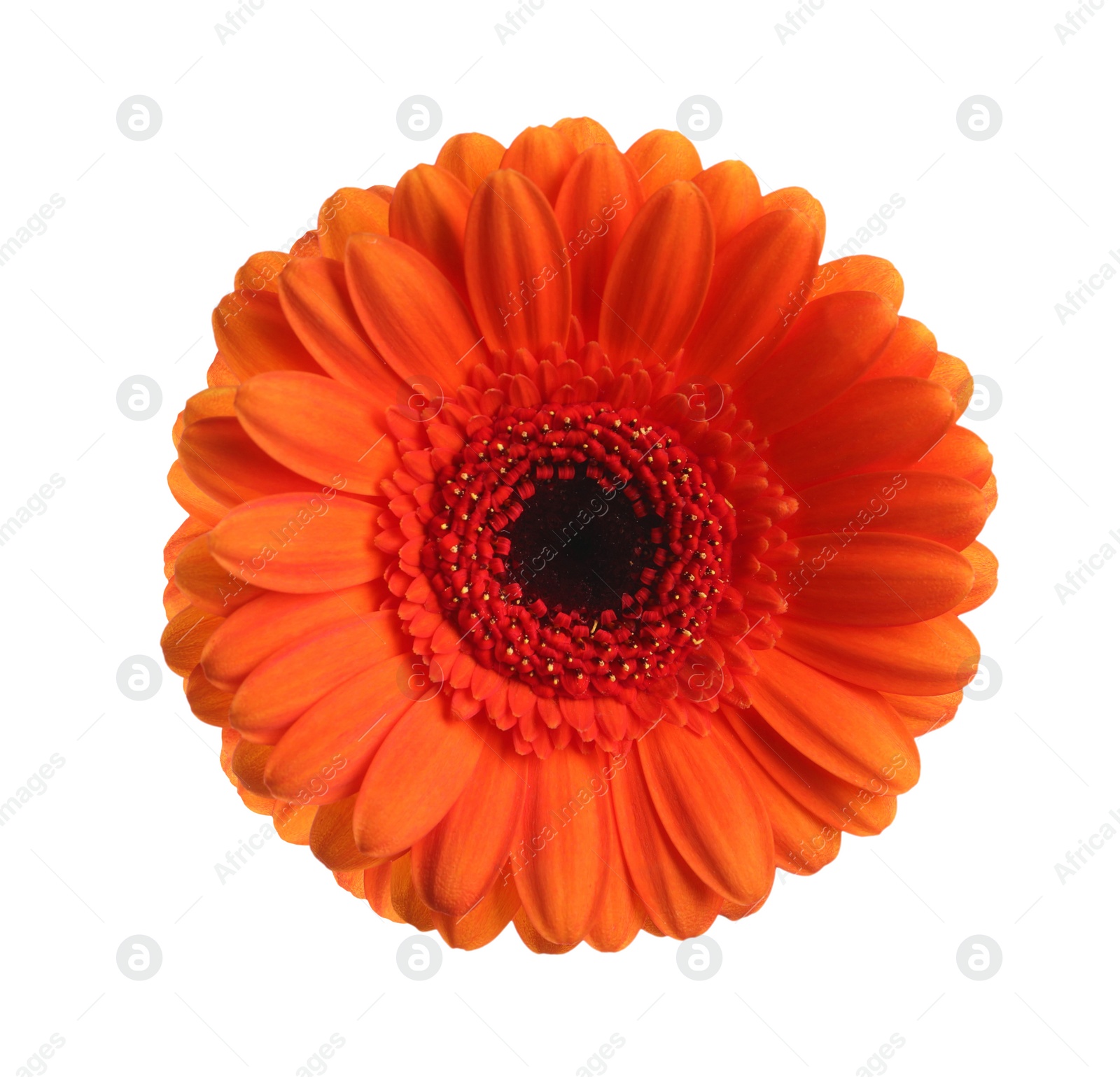 Image of Beautiful orange gerbera flower isolated on white