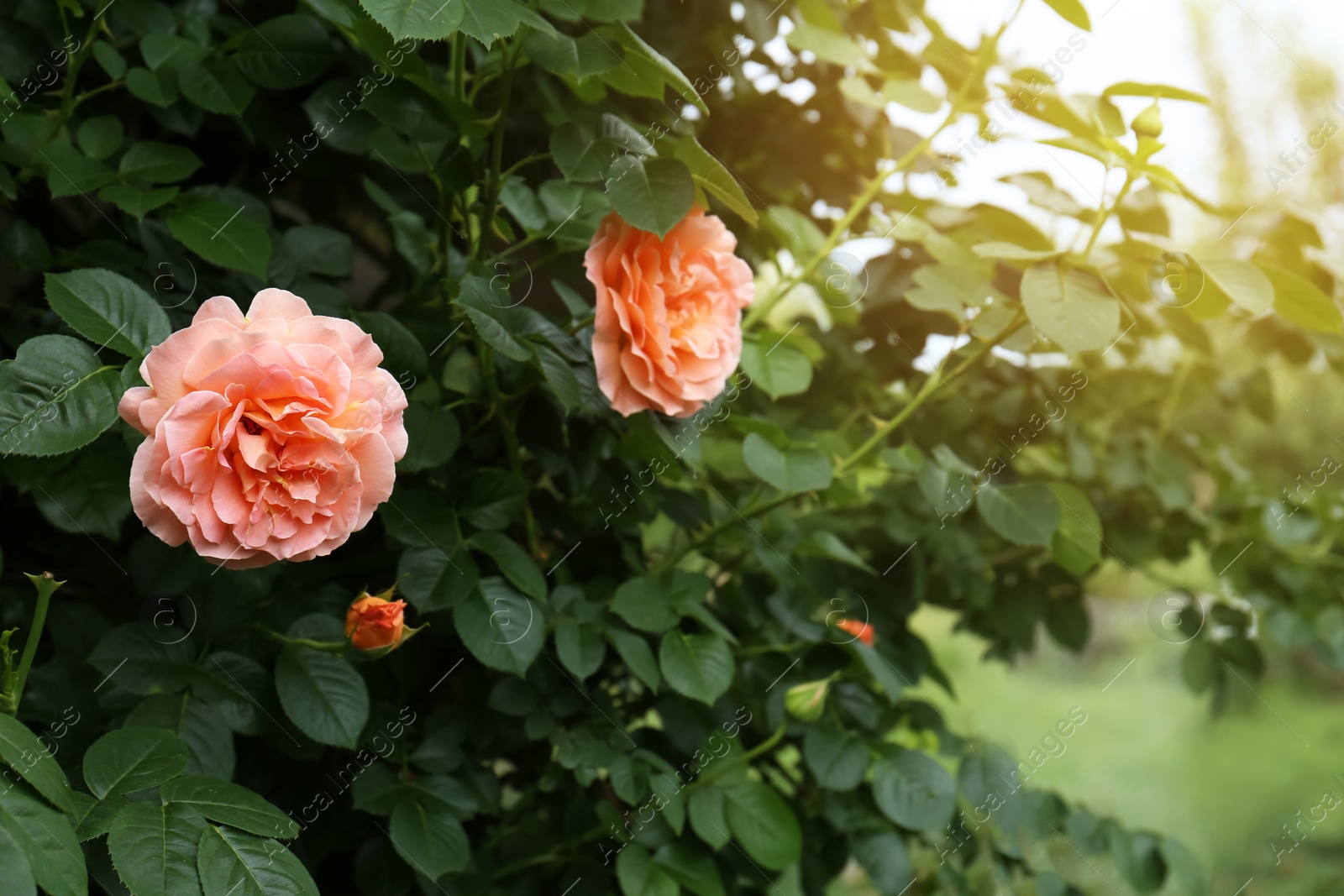 Photo of Closeup view of beautiful blooming rose bush outdoors