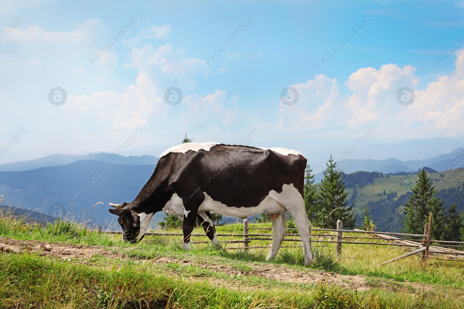 Photo of Cow grazing on green meadow in summer