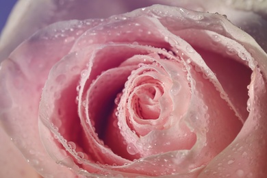 Photo of Closeup view of beautiful blooming pink rose with dew drops as background