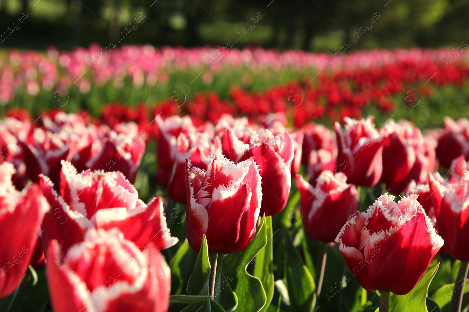 Photo of Beautiful pink tulip flowers growing in field on sunny day, selective focus