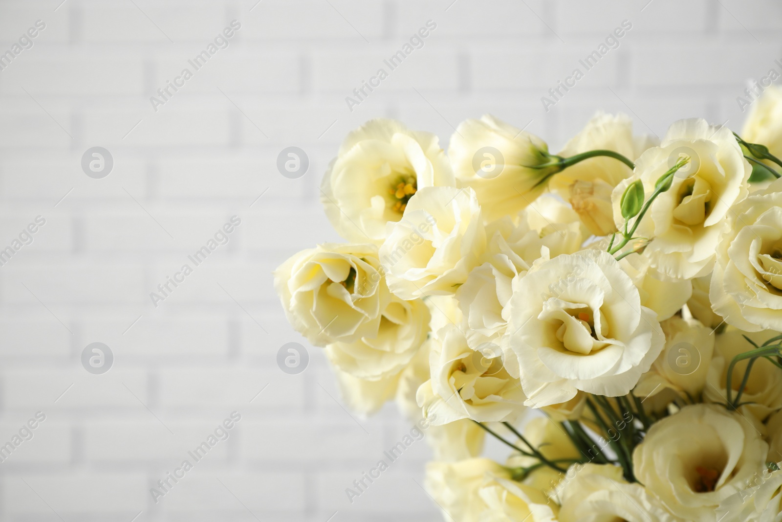 Photo of Beautiful white Eustoma flowers near brick wall, closeup. Space for text