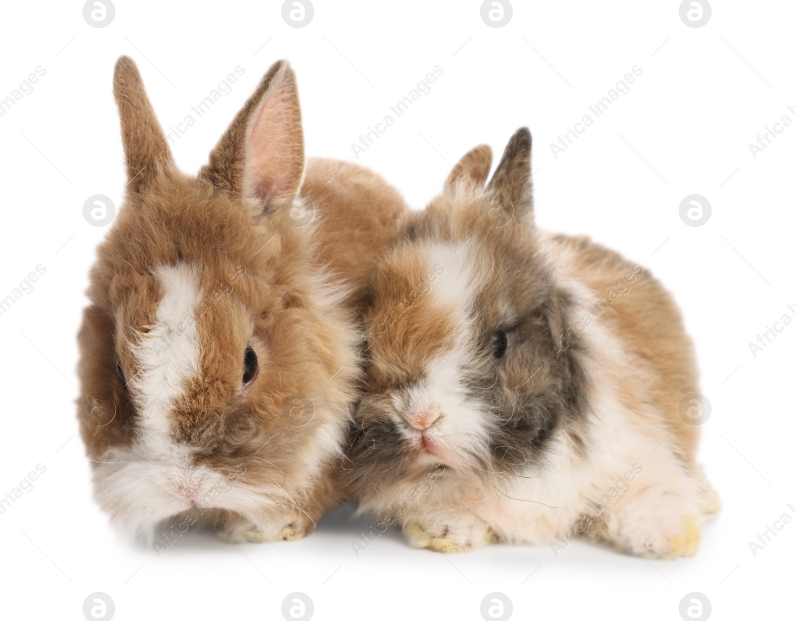 Photo of Cute fluffy pet rabbits isolated on white