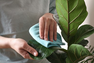 Photo of Woman wiping houseplant's leaves with cloth, closeup