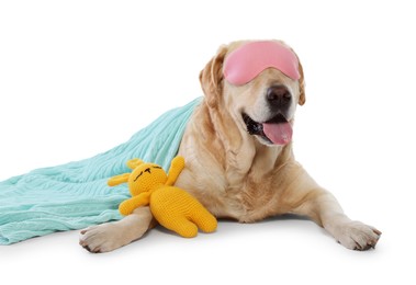 Photo of Cute Labrador Retriever with sleep mask and crocheted bunny under blanket resting on white background