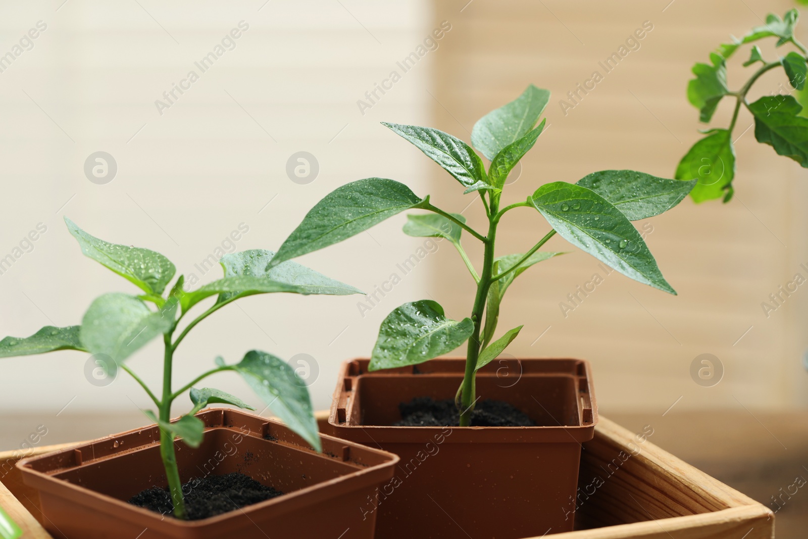 Photo of Seedlings growing in plastic containers with soil on blurred background, closeup