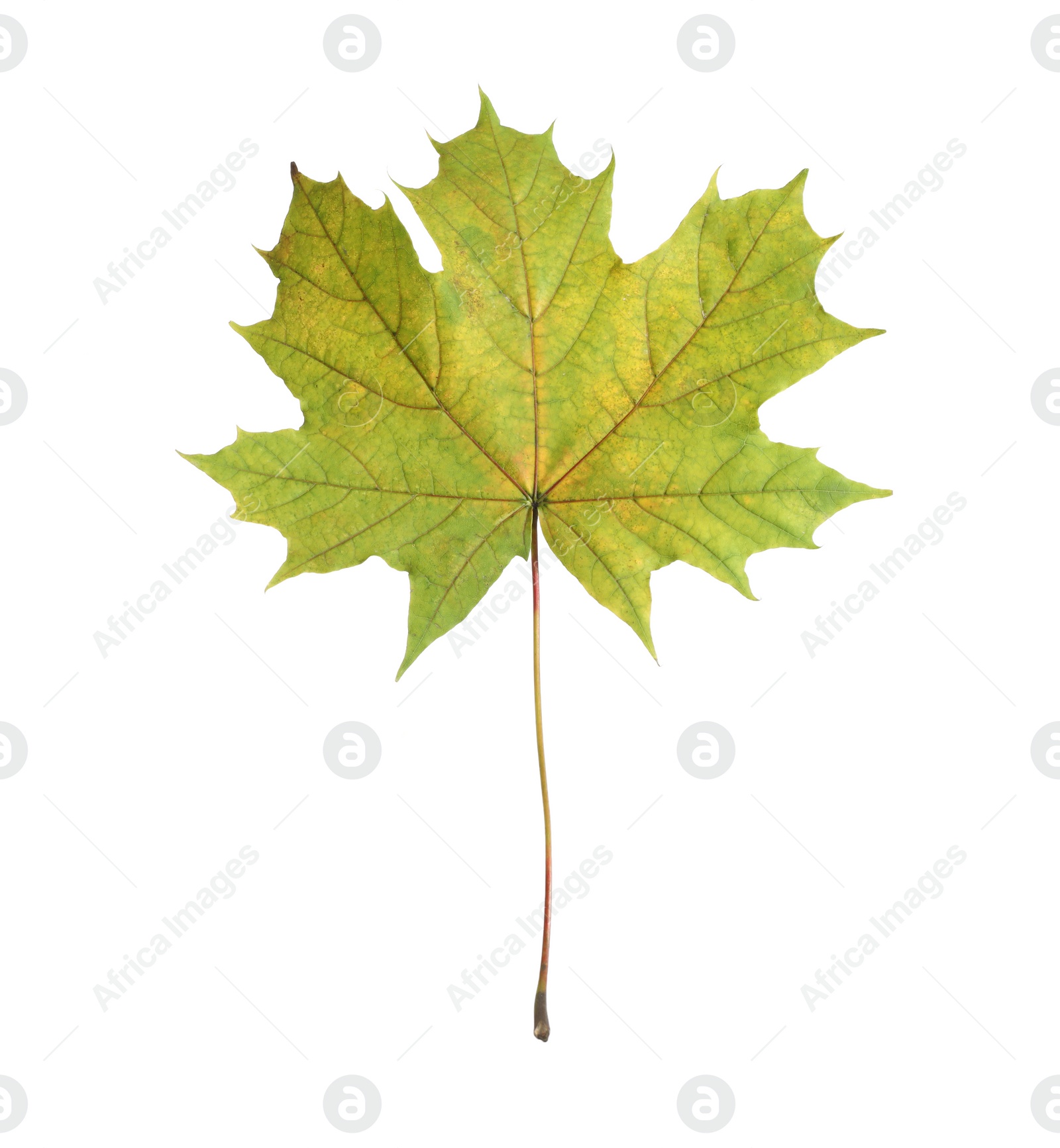 Photo of One maple leaf isolated on white. Autumn season