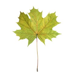 One maple leaf isolated on white. Autumn season