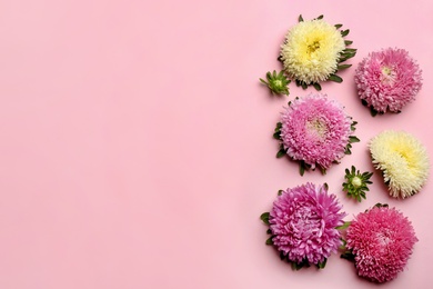 Photo of Beautiful asters and space for text on pink background, flat lay. Autumn flowers