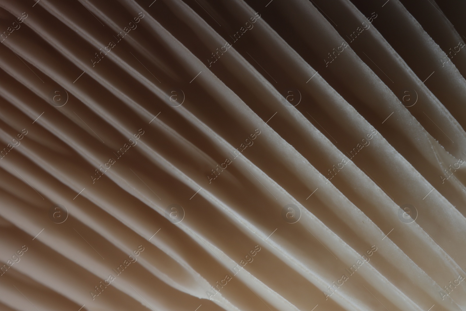 Photo of Fresh oyster mushroom as background, macro view