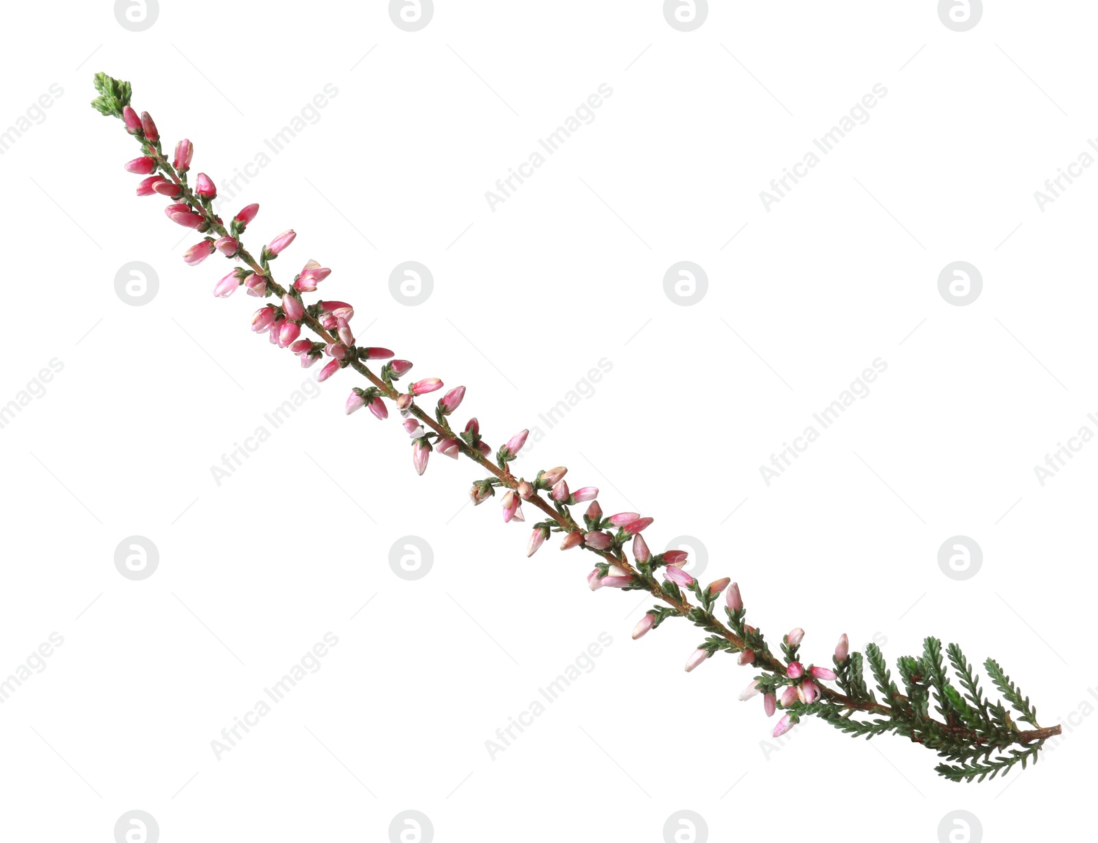 Photo of Sprig of heather with beautiful flowers isolated on white