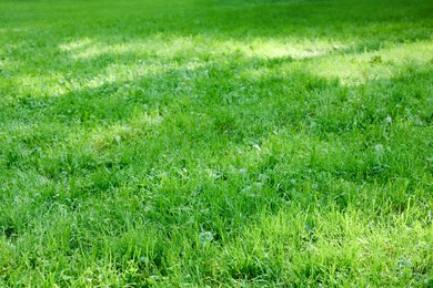 Fresh green grass growing outdoors in summer