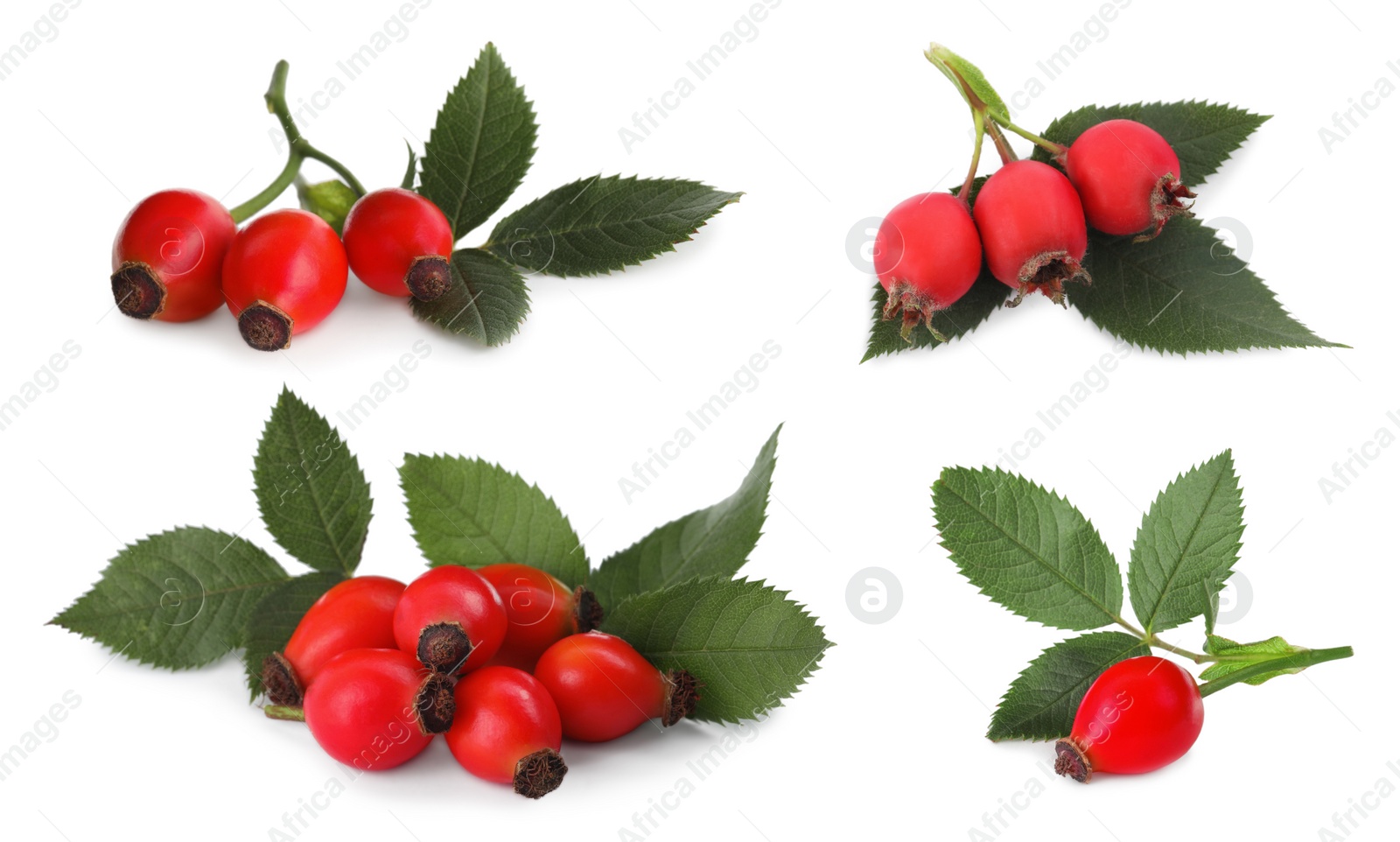Image of Set with ripe rose hip berries on white background 