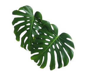 Green fresh monstera leaves on white background. Tropical plant