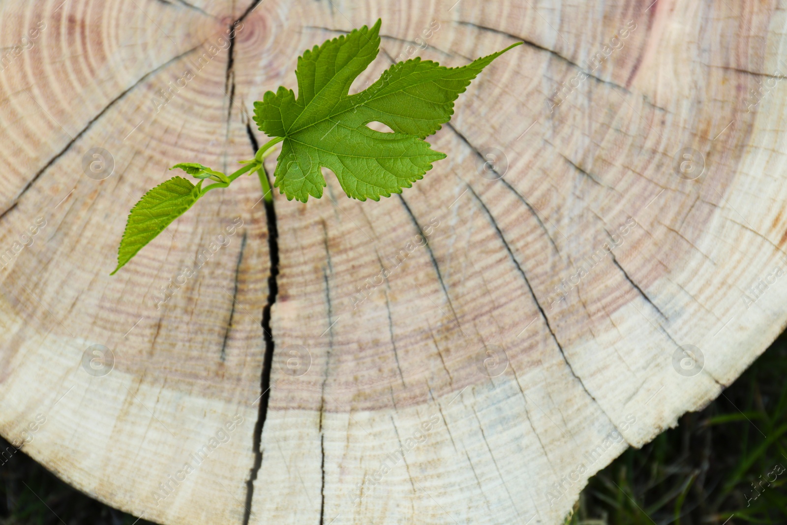 Photo of Green seedling growing out of stump outdoors, top view. New life concept