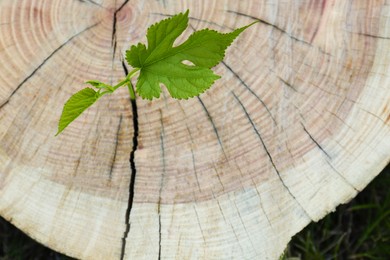 Photo of Green seedling growing out of stump outdoors, top view. New life concept