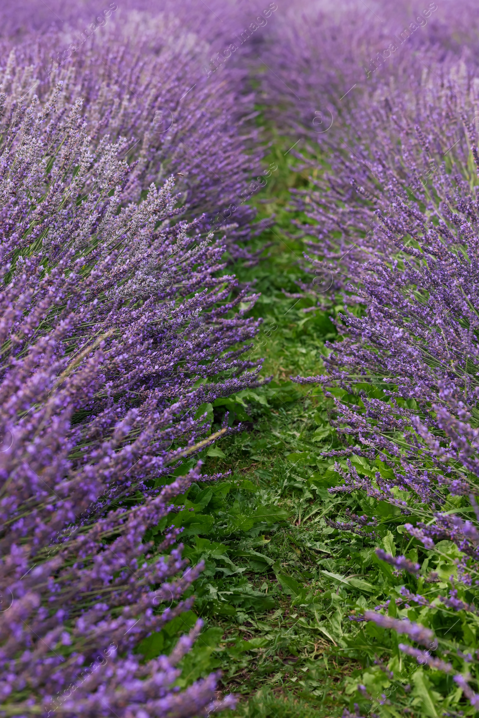 Photo of View of beautiful blooming lavender growing in field