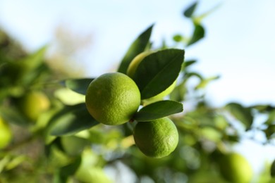 Photo of Ripe limes growing on tree branch in garden, closeup