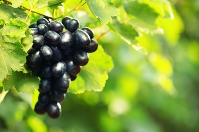 Photo of Bunch of fresh ripe juicy grapes against blurred background