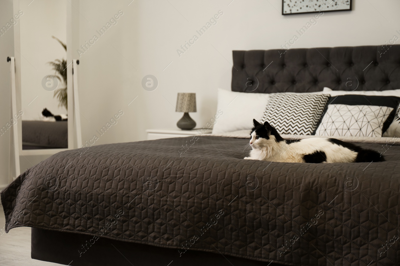 Photo of Cute fluffy cat on bed indoors. Modern room interior