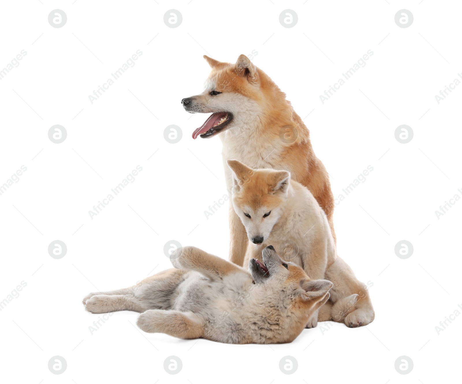 Photo of Adorable Akita Inu dog and puppies isolated on white