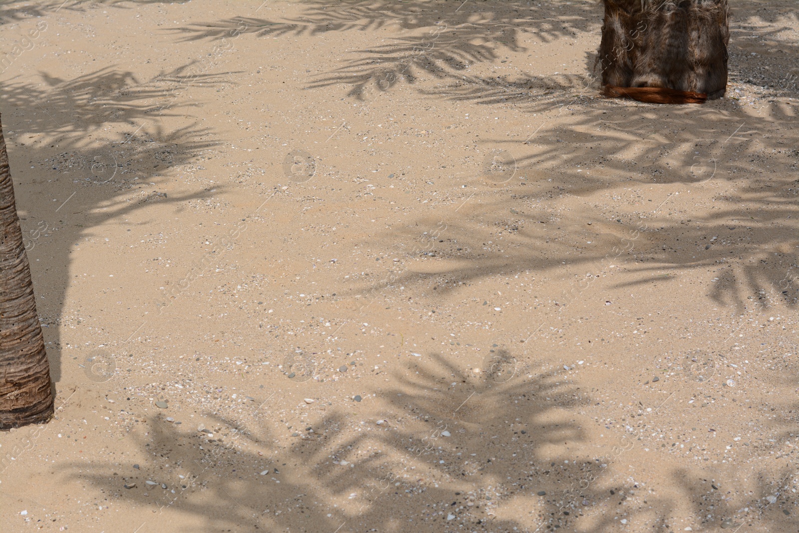 Photo of Shadows of tropical branches on beach sand