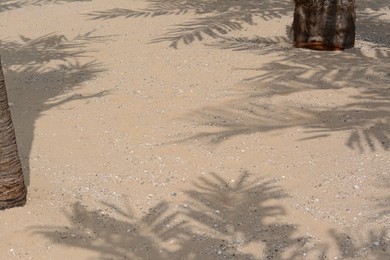 Shadows of tropical branches on beach sand