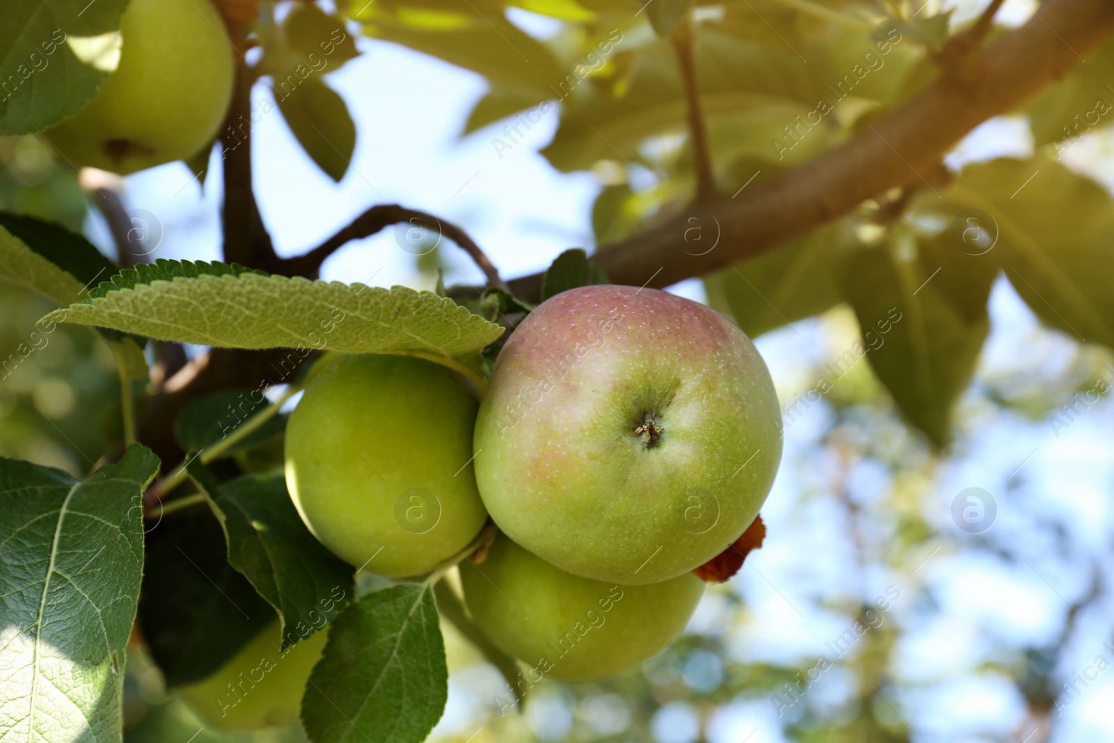 Photo of Apple tree with fresh and ripe fruits on sunny day, closeup