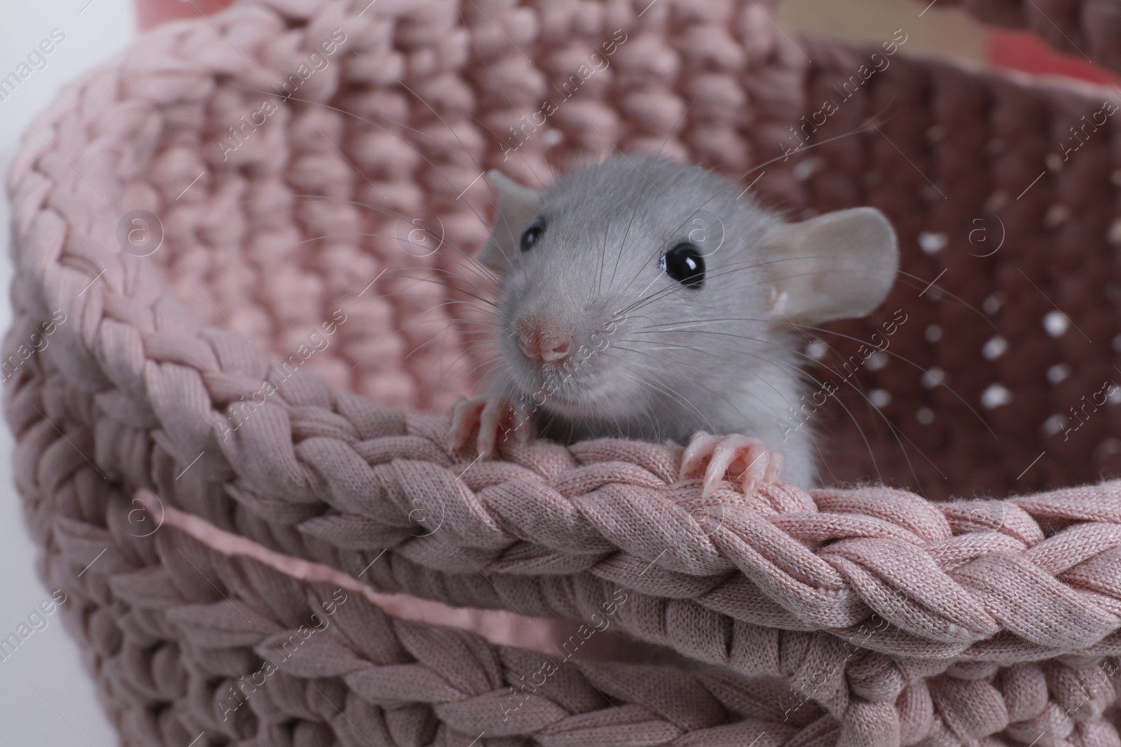 Photo of Cute grey rat in pink knitted basket, closeup