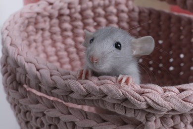 Photo of Cute grey rat in pink knitted basket, closeup