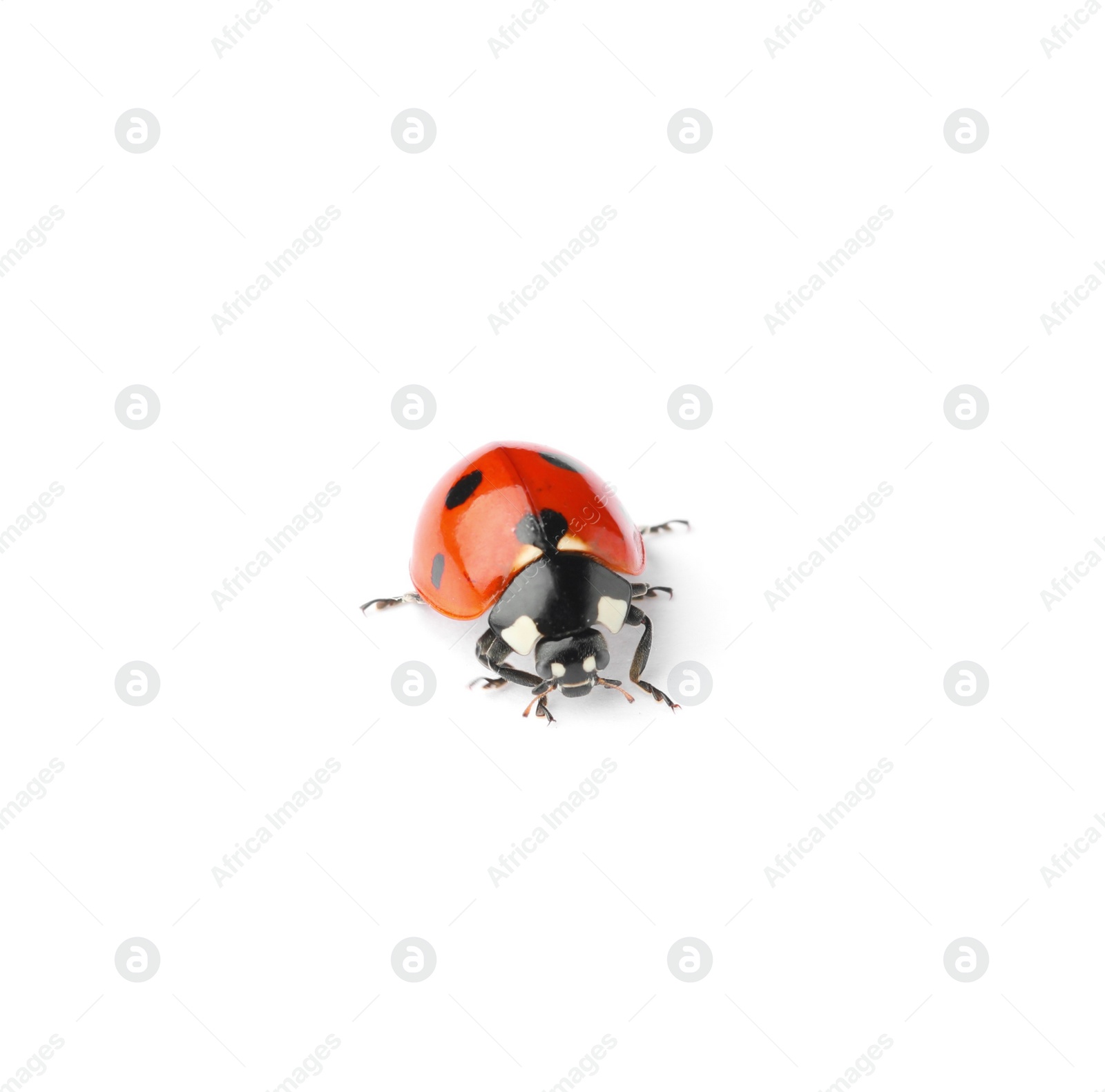 Photo of One beautiful red ladybug isolated on white