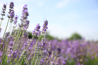 Beautiful blooming lavender field on summer day, closeup