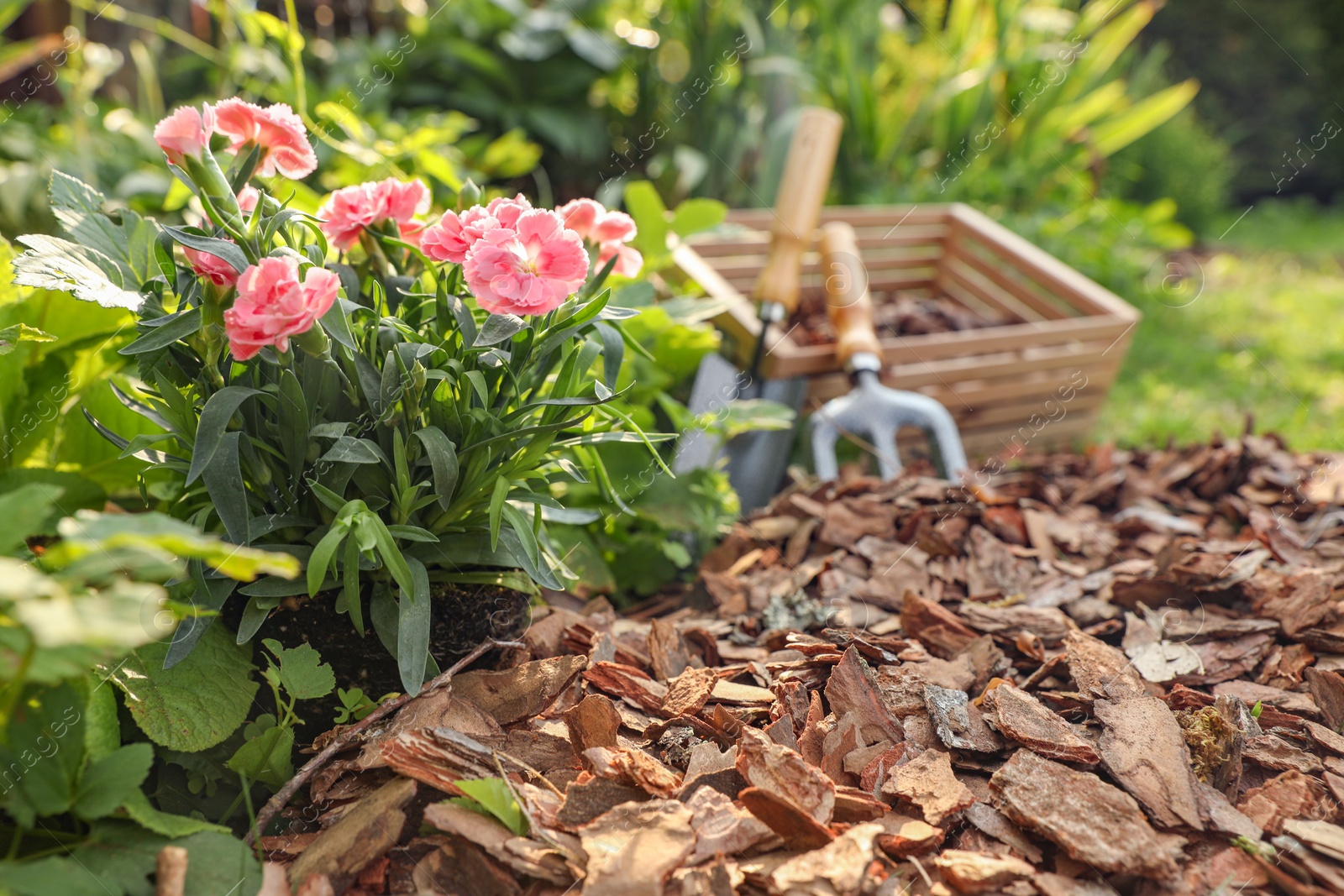 Photo of Flowers mulched with bark chips in garden