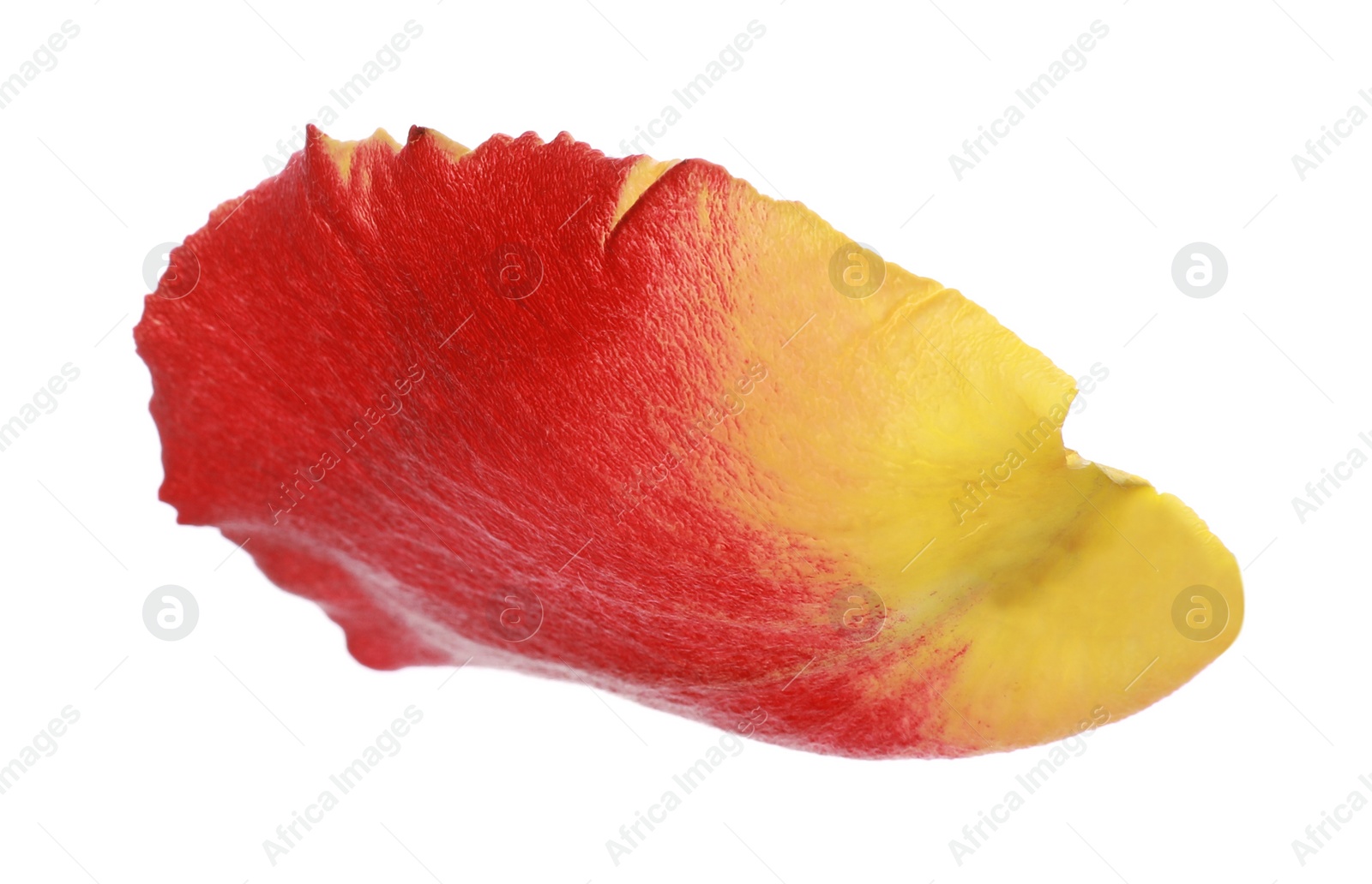 Photo of Beautiful yellow and red rose petal isolated on white