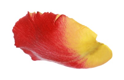 Photo of Beautiful yellow and red rose petal isolated on white