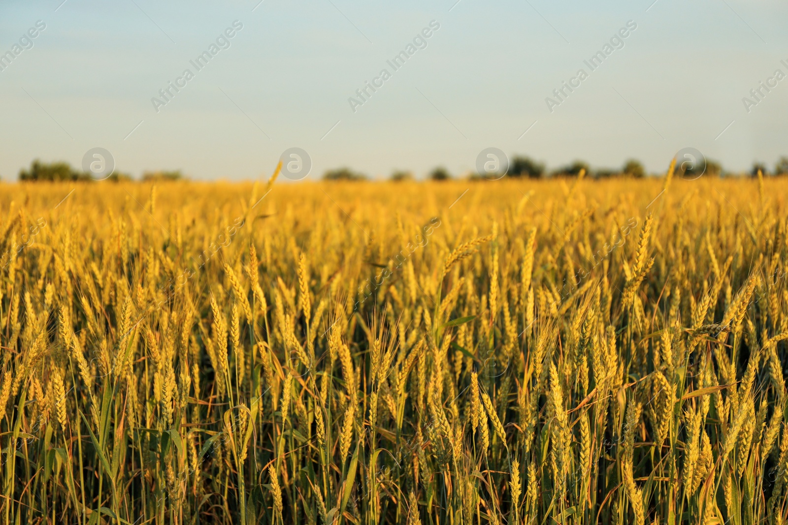 Photo of Wheat field on sunny day. Amazing summer nature