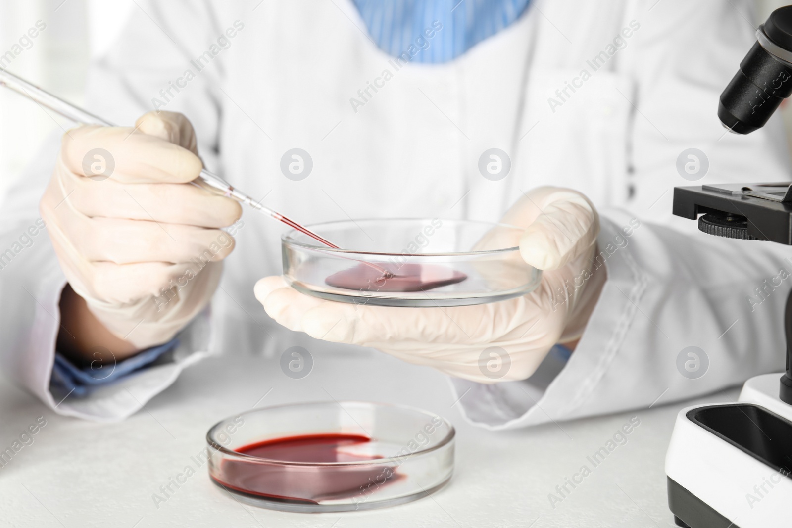 Photo of Scientist taking blood sample from Petri dish with pipette in laboratory, closeup. Virus research